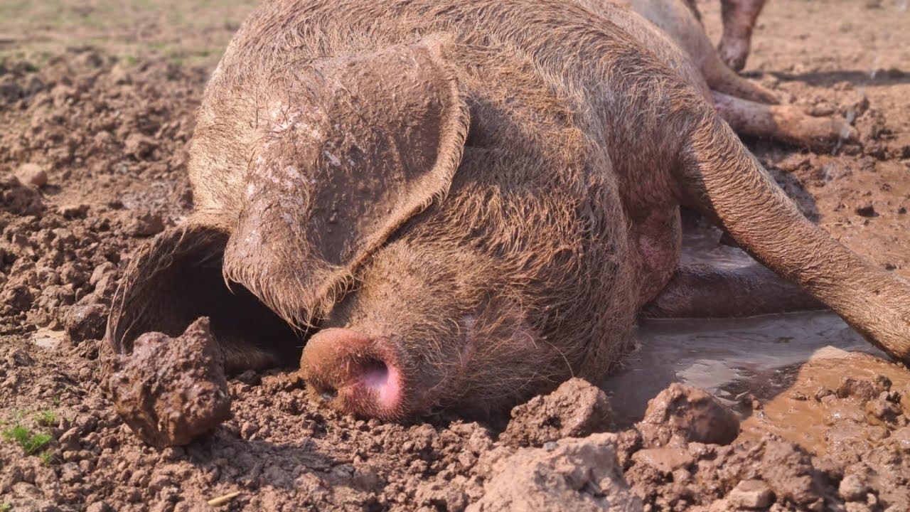 Anthony Is A Fat Piggy With No Honor